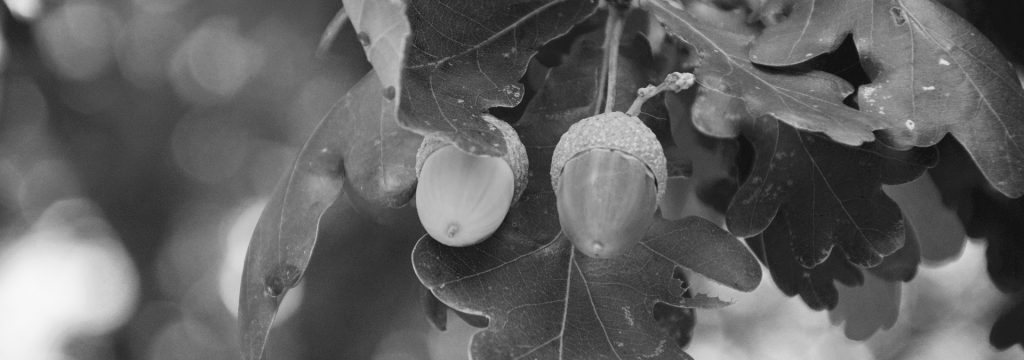 acorn-2781431_1920
