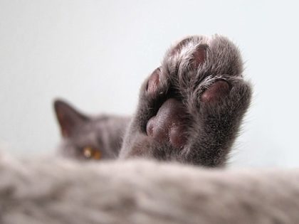 cat-1849854_1920