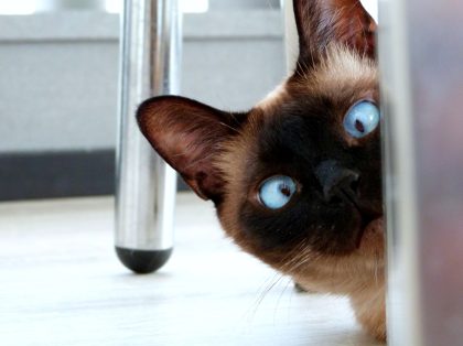 eyes-3924800_1920