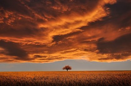 tree-736875_1280